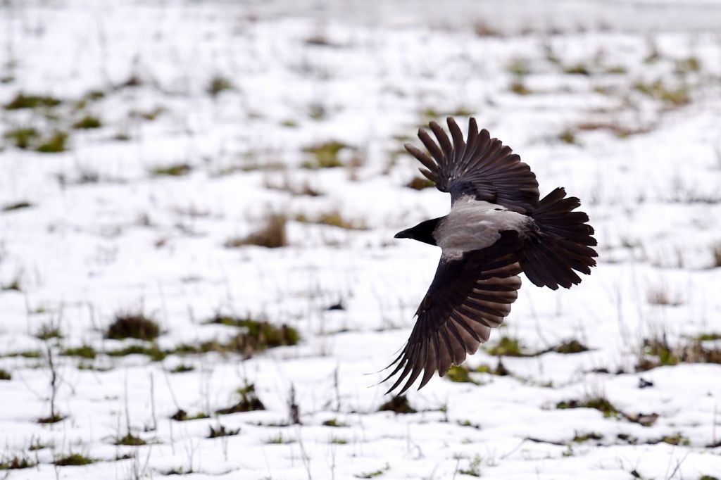 Brīvdienās nebūs siltāks par plus 4 grādiem; nākamnedēļ kļūs vēl aukstāks