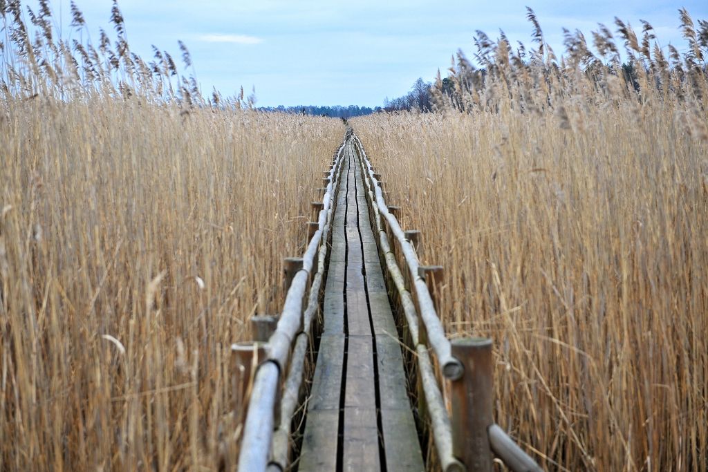 Niedrājs – 2016. gada dzīvotne
