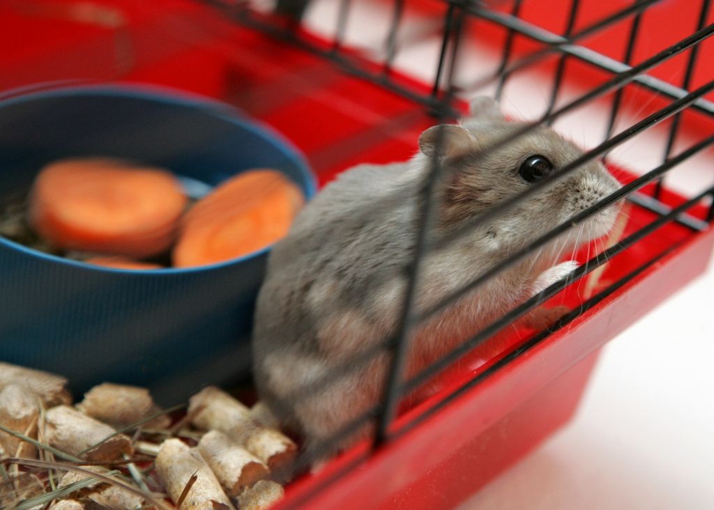 Pirmais mājdzīvnieks bērnam