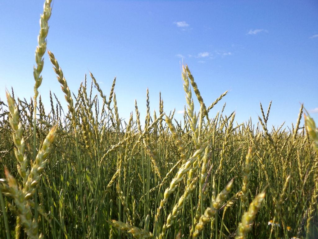 Šajā sezonā pasaulē būs vērojama kviešu pārprodukcija