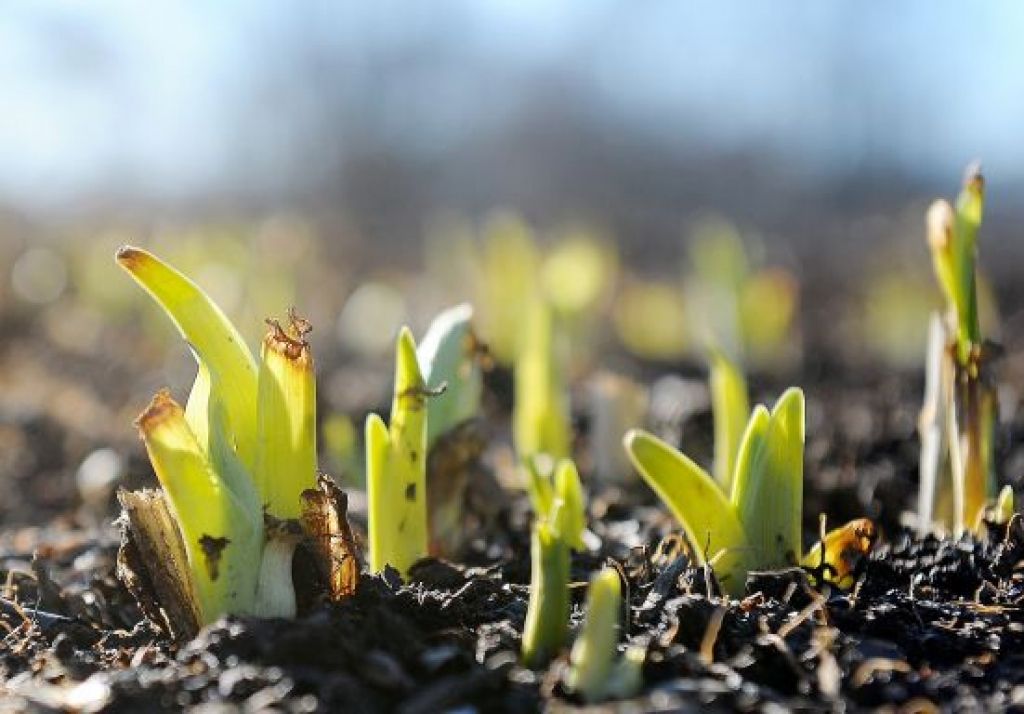 Pavasara aukstie joki: Sniegs uz ziedošām puķēm