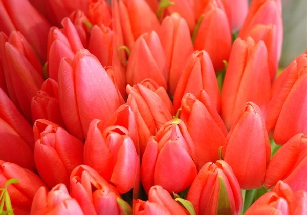  Durbē būs Sieviešu dienas balle