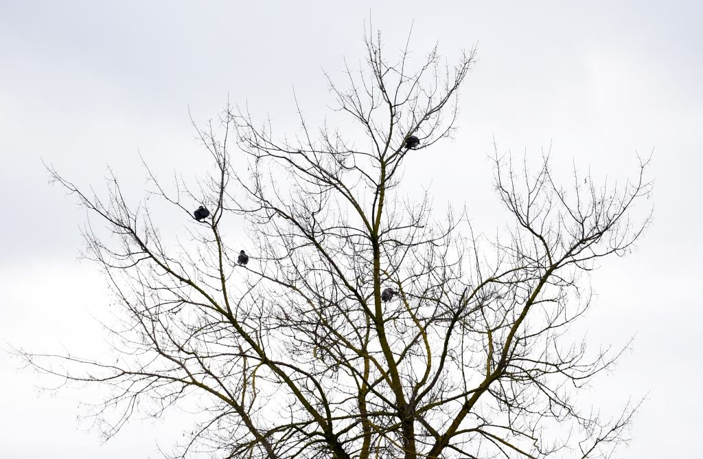 Nedēļas nogalē nokrišņu būs maz; sestdien austrumu rajonos gaidāms neliels sniegs