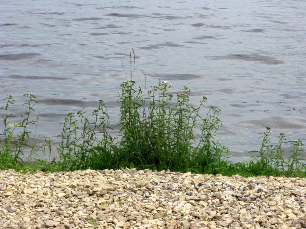 Ķīšezera krasta līnijas atjaunošana Rīgai izmaksās vairākus simtus tūkstošus eiro