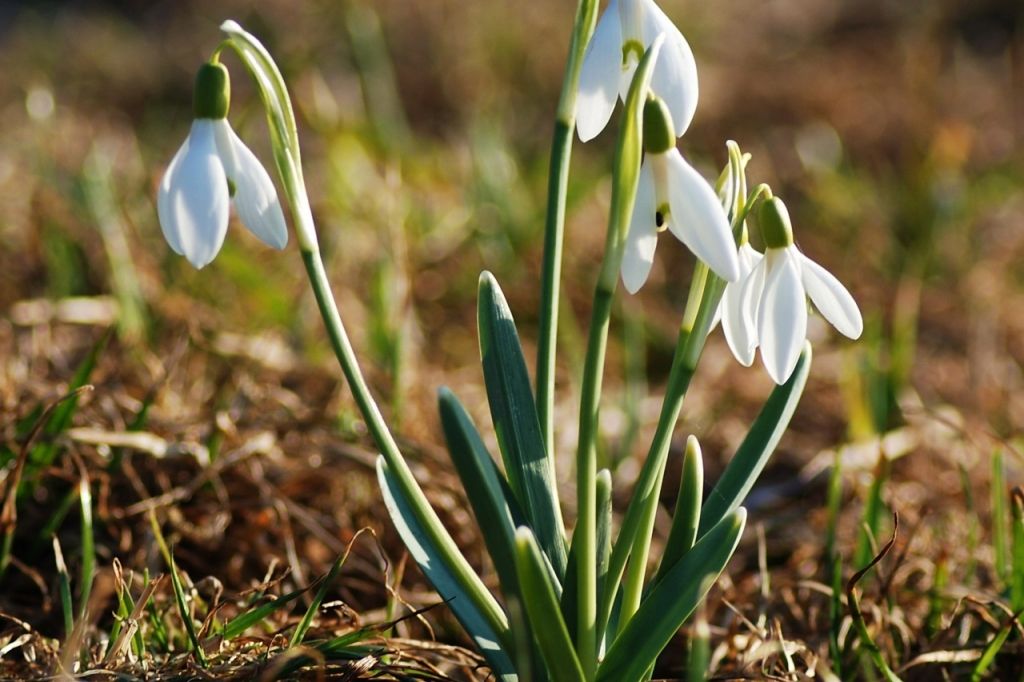Aizputes pagastā notiks atpūtas pēcpusdiena senioriem