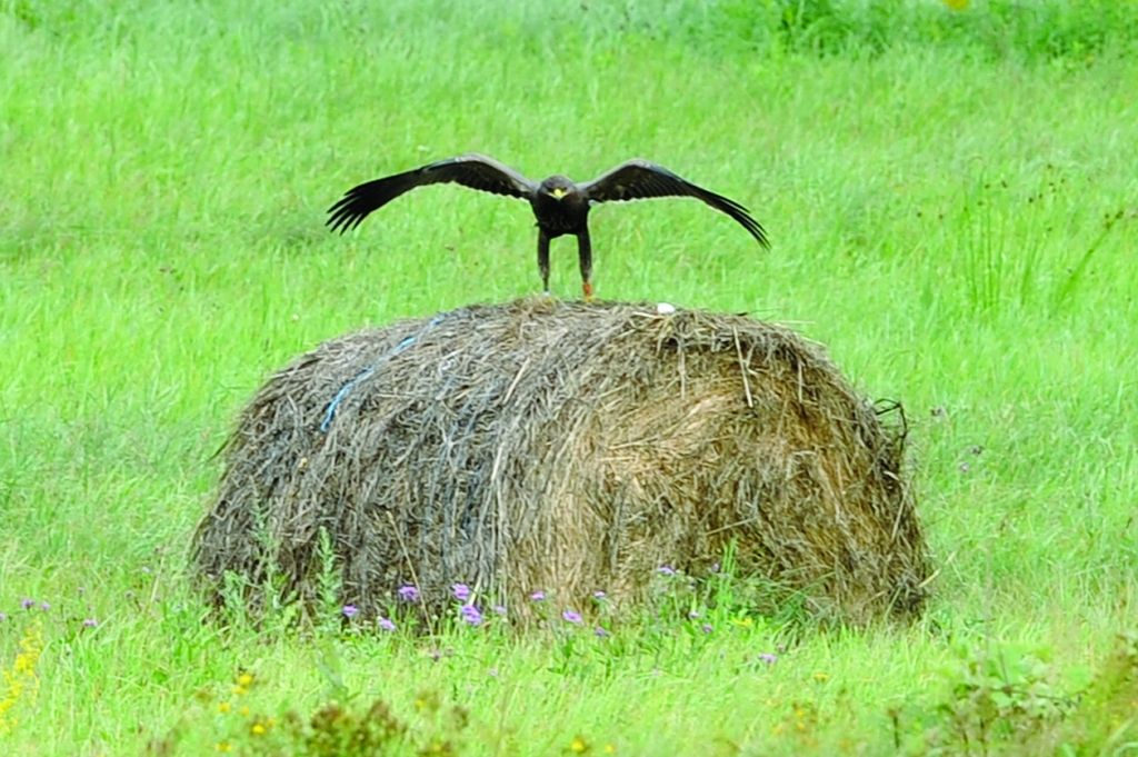 Vanagi un pūces kā klienti
