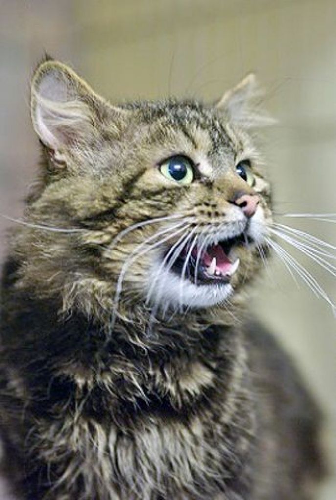 Šiem skaistuļiem apnicis patversmē - viņi meklē mīlošus saimniekus un mājas