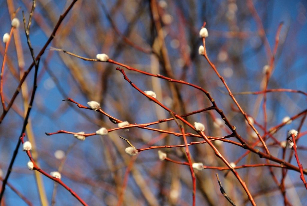 Trešdien gaiss iesils līdz +7 grādiem; gaidāms neliels lietus