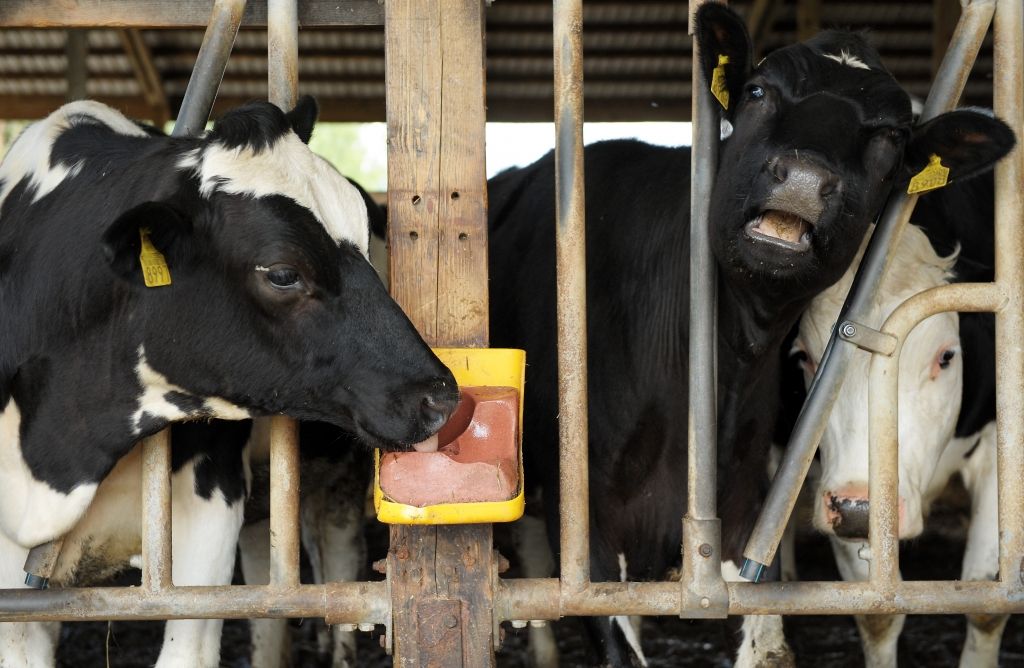 Lauksaimnieku apvienība: Arvien vairāk saimniecību sāk pārorientēties no piena nozares uz gaļas ražošanu
