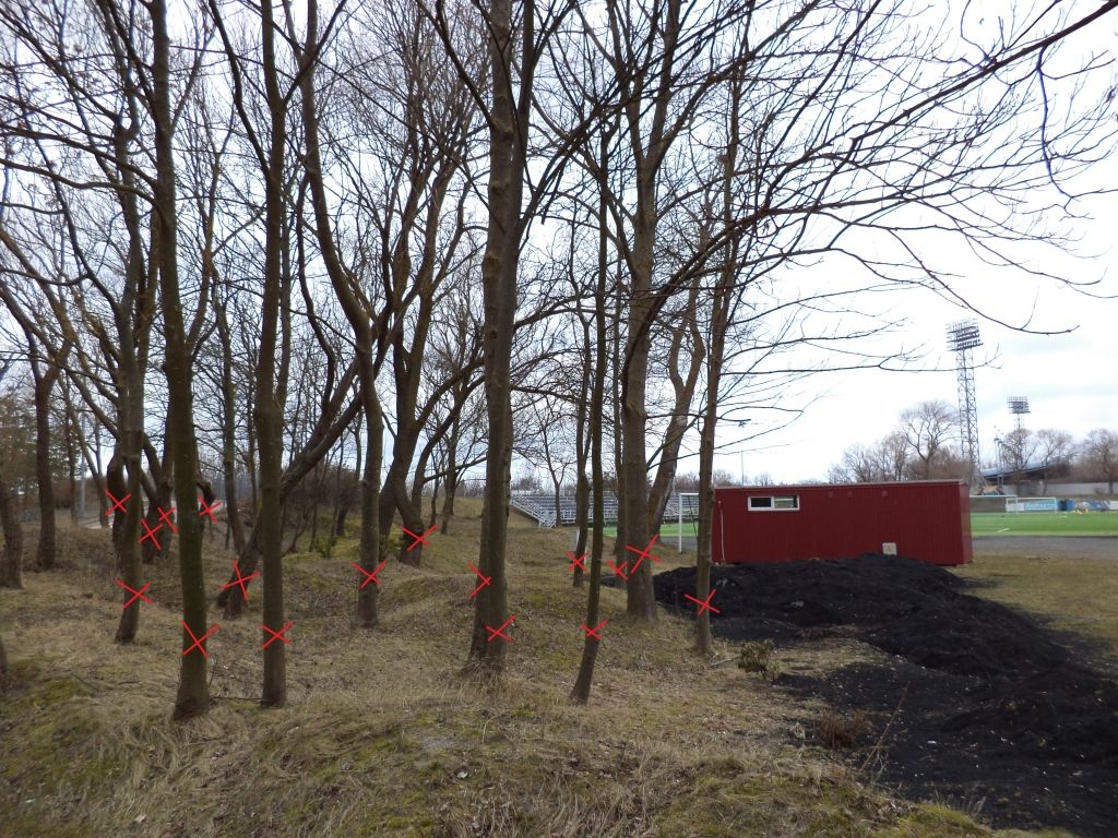 Iedzīvotāji aicināti izteikt viedokli par koku ciršanu stadiona "Daugava" rezerves laukuma teritorijā