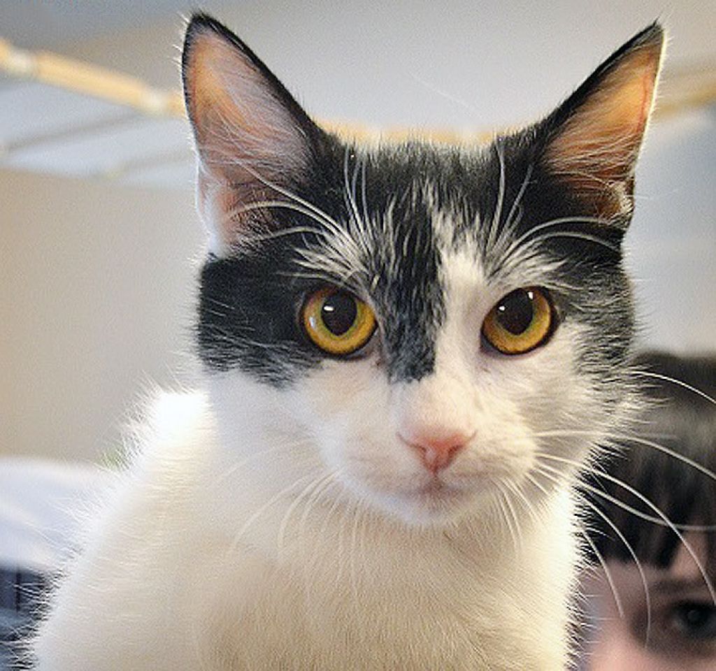 Šiem četrkājiem gribas saimnieku un mājas