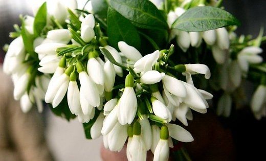 Latvijā iestājies astronomiskais pavasaris