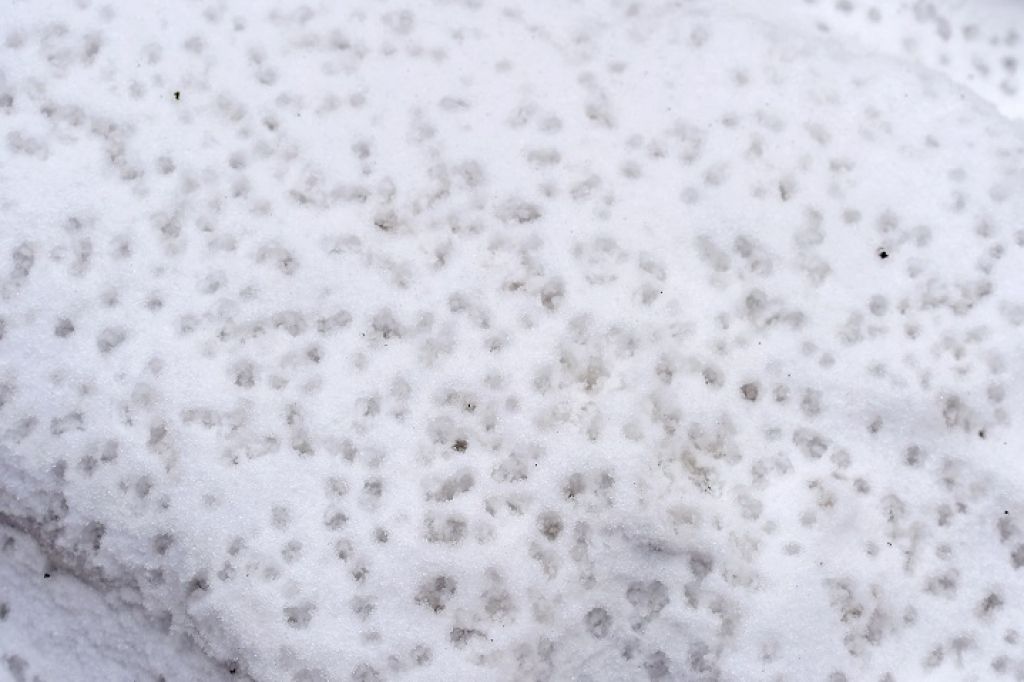 Nedēļa sāksies ar slapju sniegu un lietu