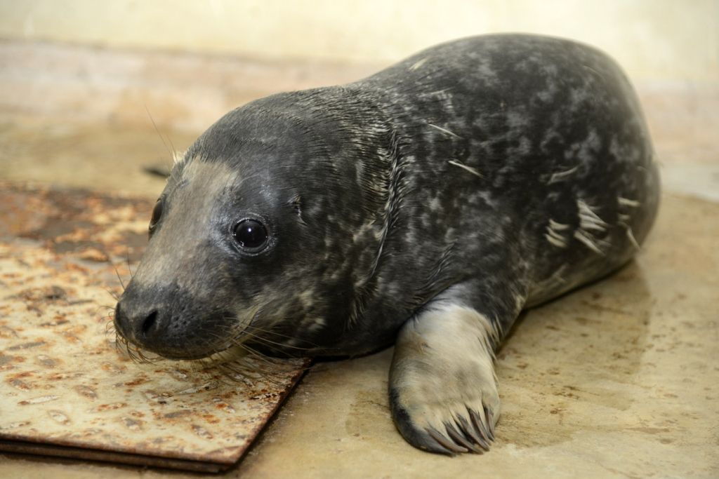 Dabas aizsardzības pārvalde skaidro: kā rīkoties, ja krastā izskalots ronēns