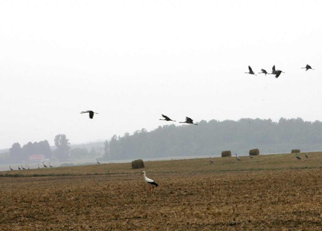 Latvijā no ziemošanas vietām atgriezušies pirmie baltie stārķi