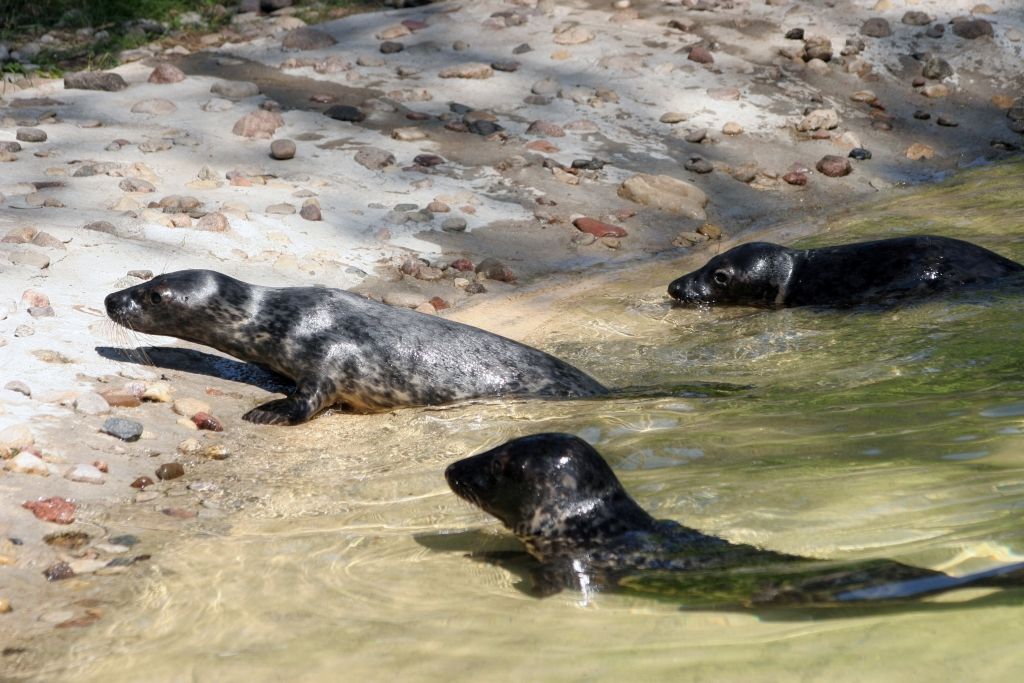Cilvēkus aicina neaiztikt pludmalē sastaptos roņus un ziņot speciālistiem