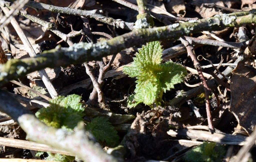 Piektdien maksimālā gaisa temperatūra sasniegs +8 grādu atzīmi