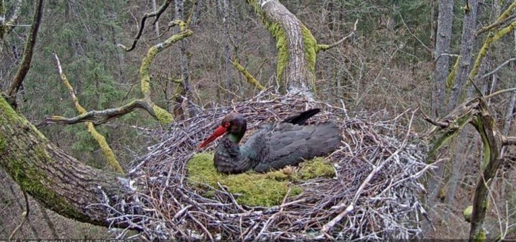 Ikvienam iespējams tiešsaistē vērot notikumus melno stārķu ligzdā Zemgalē