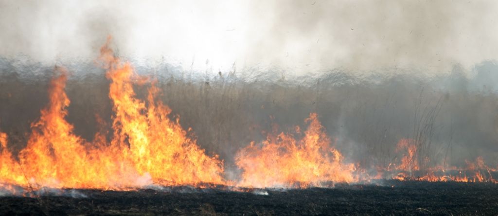 Piektdien divkāršojies kūlas ugunsgrēku skaits