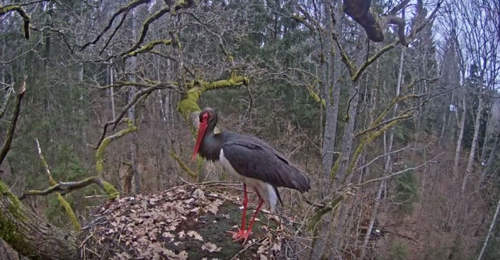 VIDEO: Zemgalē ar tiešsaistes kameru aprīkotajā ligzdā atgriezies melnais stārķis