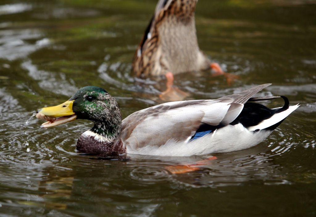 Dažviet Latvijā gaisa temperatūra sasniegusi plus 10 grādu atzīmi