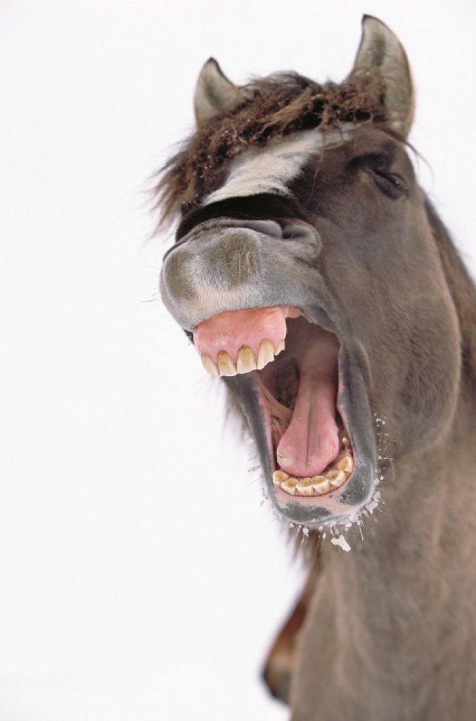 Jokojiet, kamēr vēl var