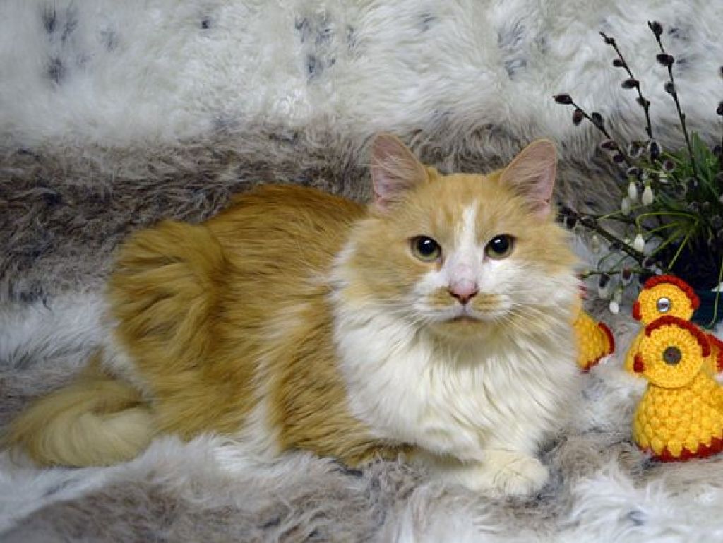 Smukais runcis Smuks un citi skaisti ķepaiņi cer atrast labas mājas