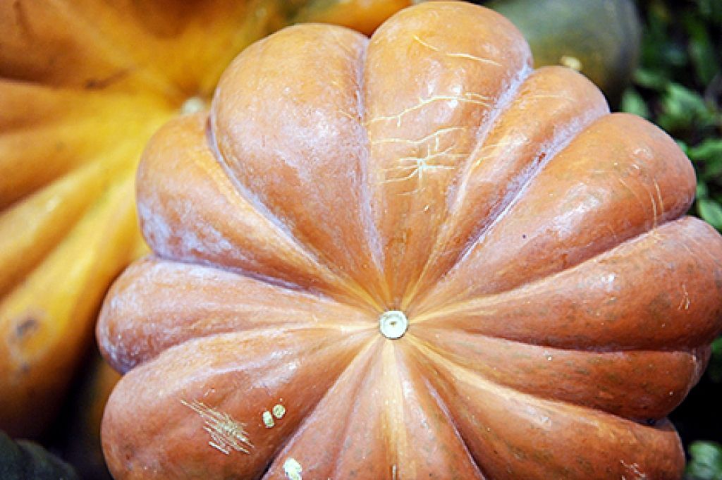 Ķirbja un biezpiena sacepums