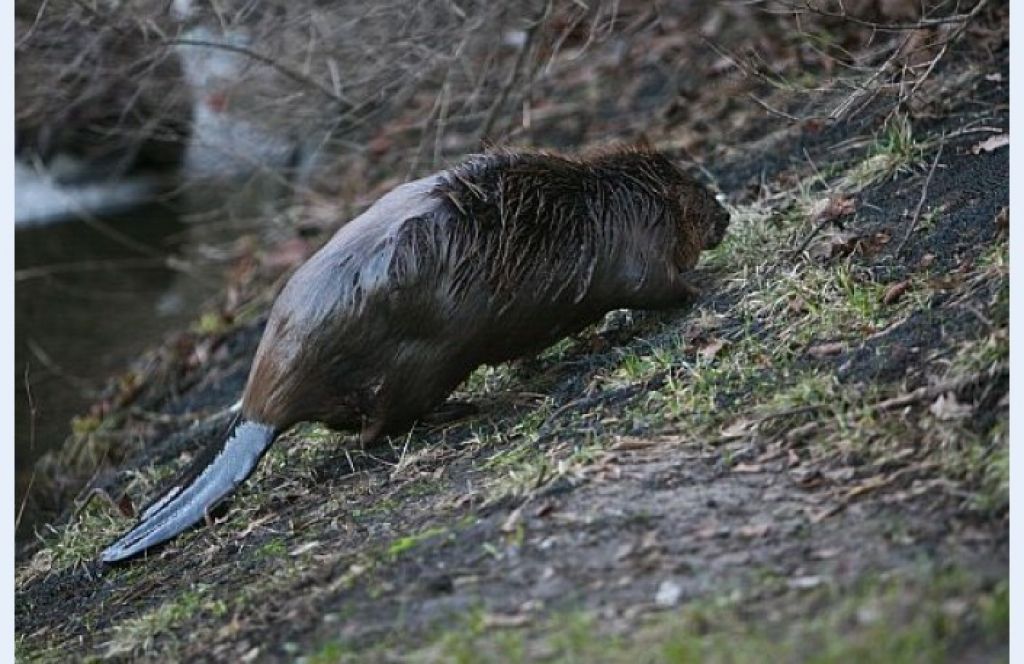Rīgas kanāla bebri nograuzuši rožu stādus pie Brīvības pieminekļa