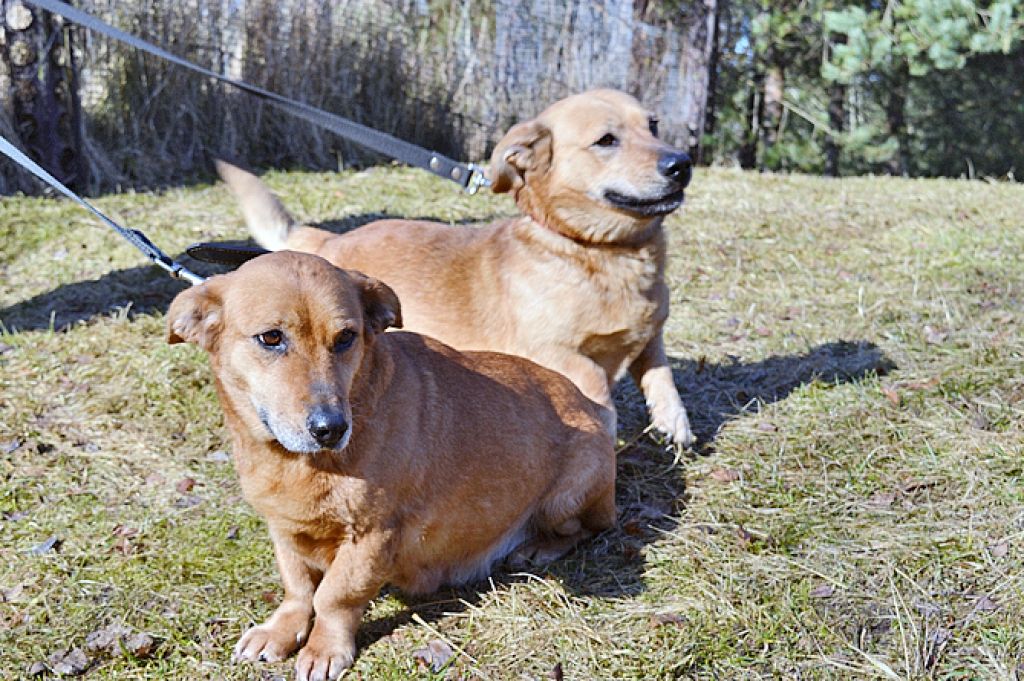 Šie mīluļi meklē mājas!
