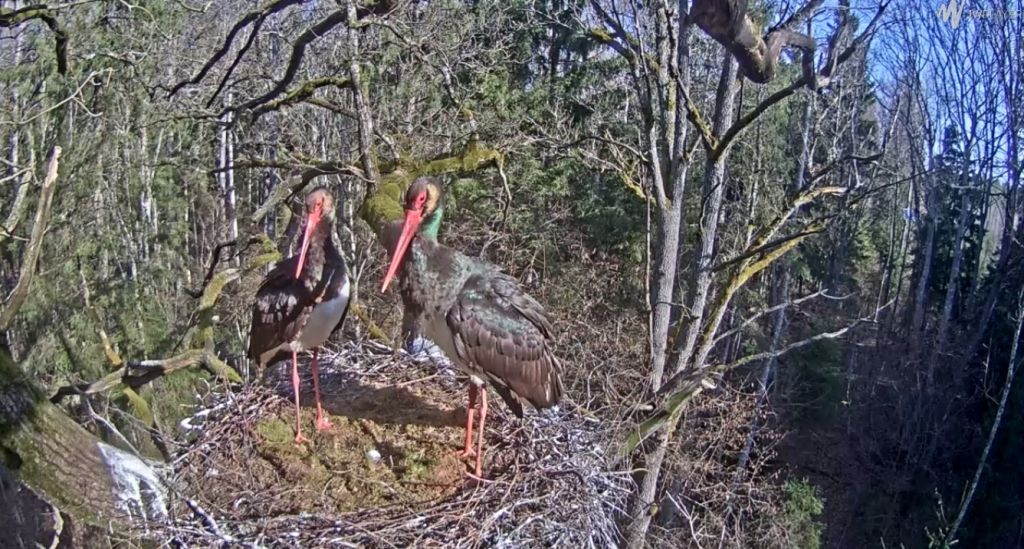 Zemgalē melno stārķu ligzdā izdēta pirmā ola