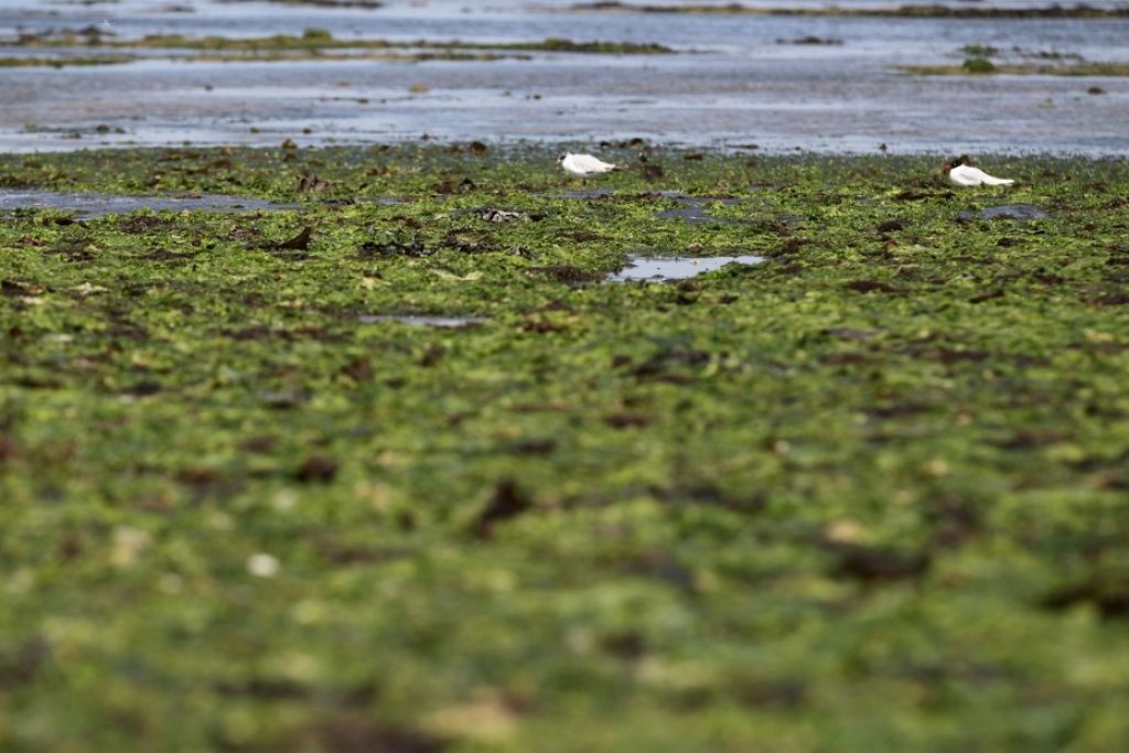Audits: Baltijas jūra viena no piesārņotākajām pasaulē; EK jākļūst stingrākai