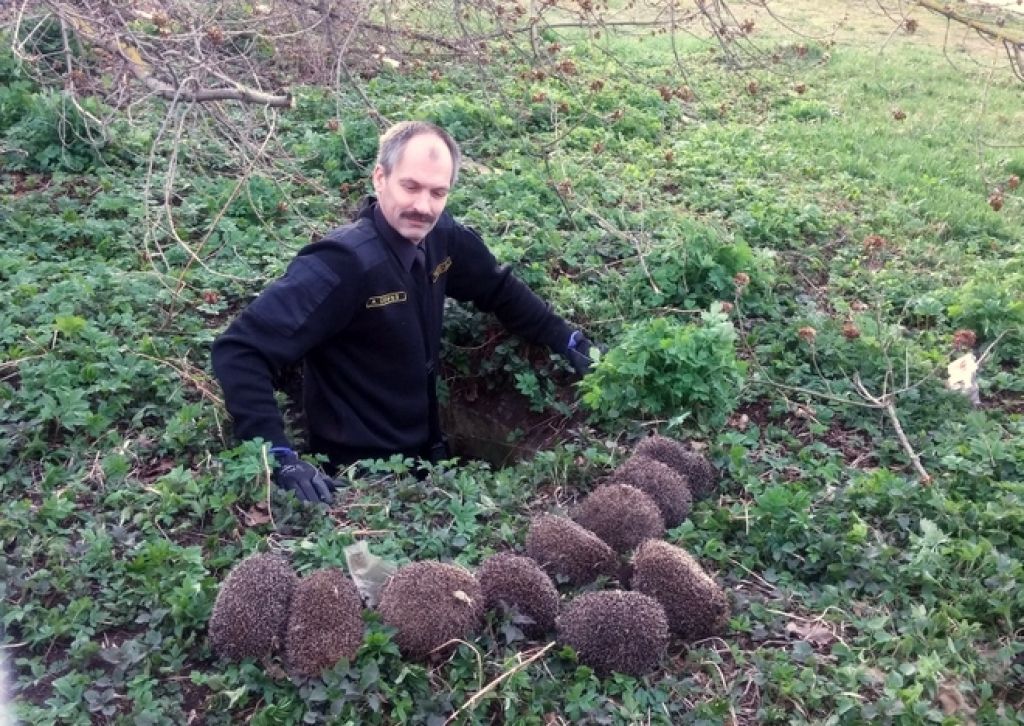 FOTO: Skrundas novadā policisti izglābj desmit ežus