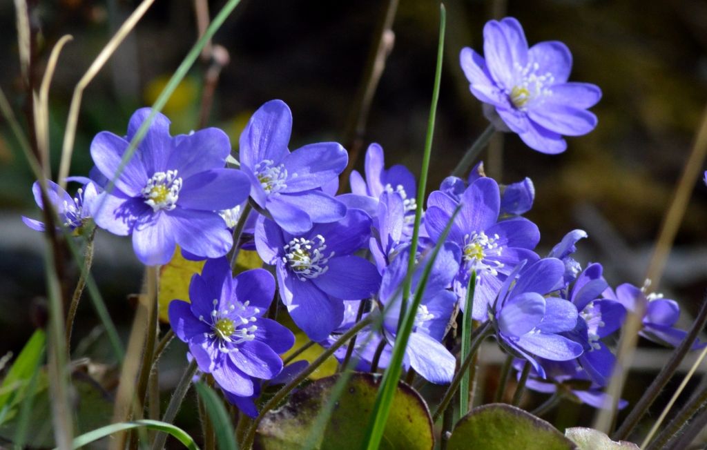 Piektdiena būs vēsa; lietus nav gaidāms