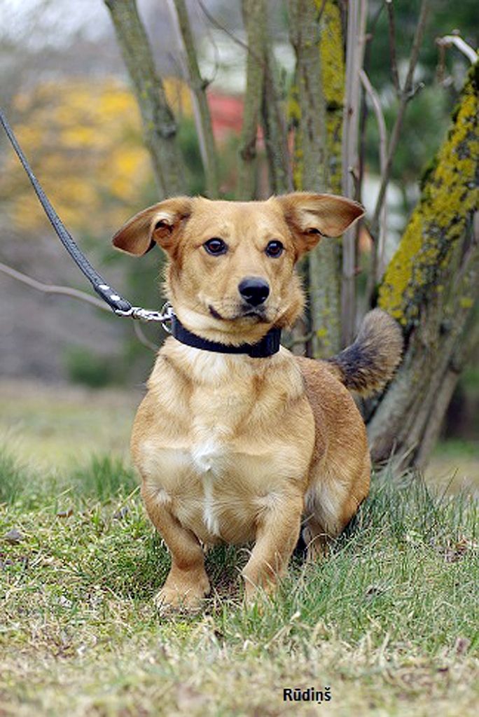 FOTO: Šie pūkainie draugi meklē mājas