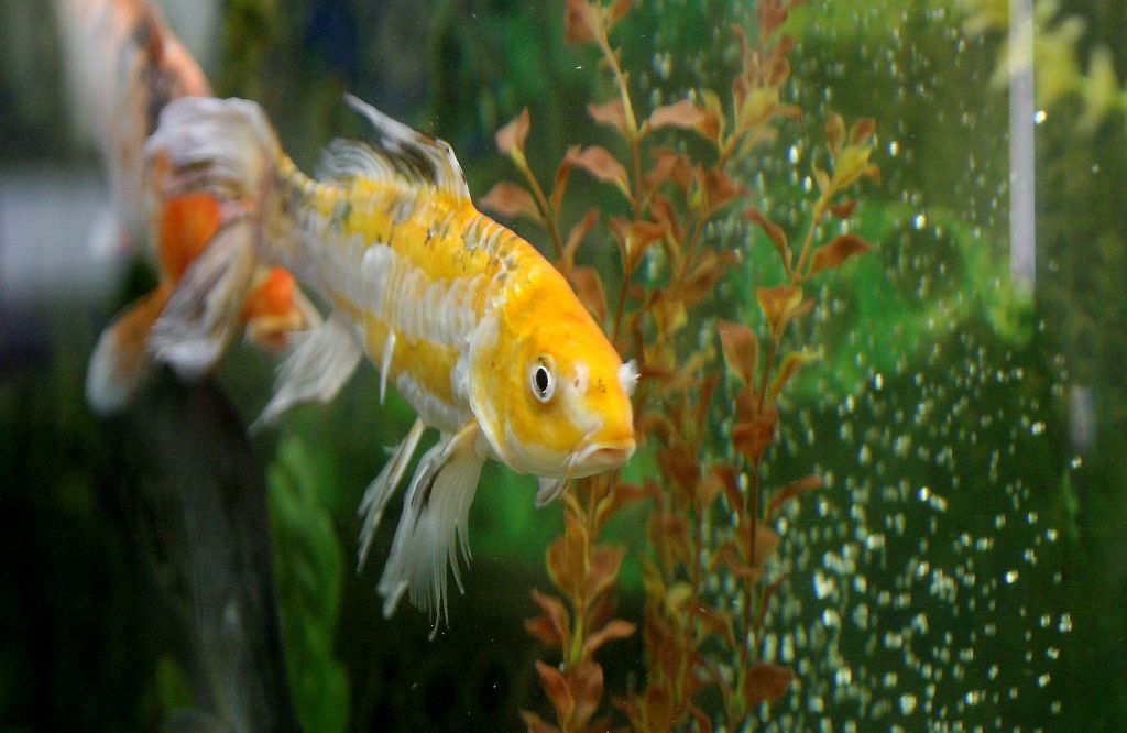 Zivis vajag čubināt