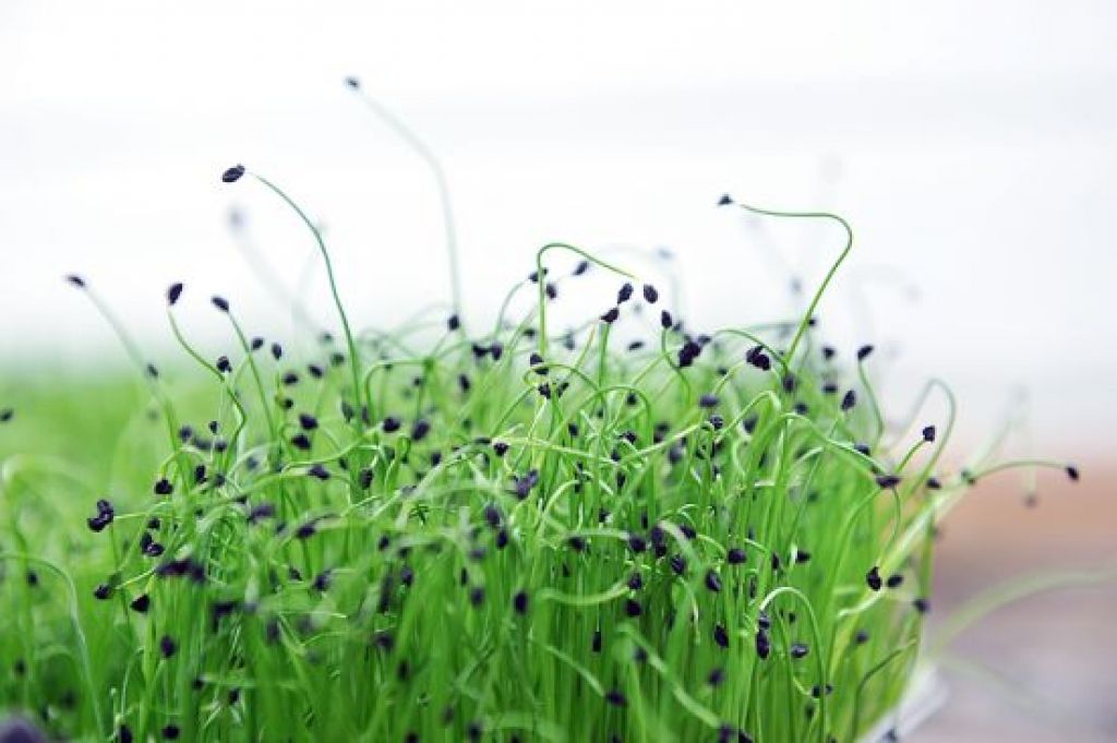 Zaļumi bērniem konfekšu vietā: Izmēģini diedzēšanu