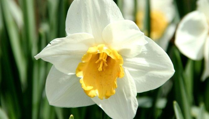 Nīcā koncertēs pavasara noskaņās