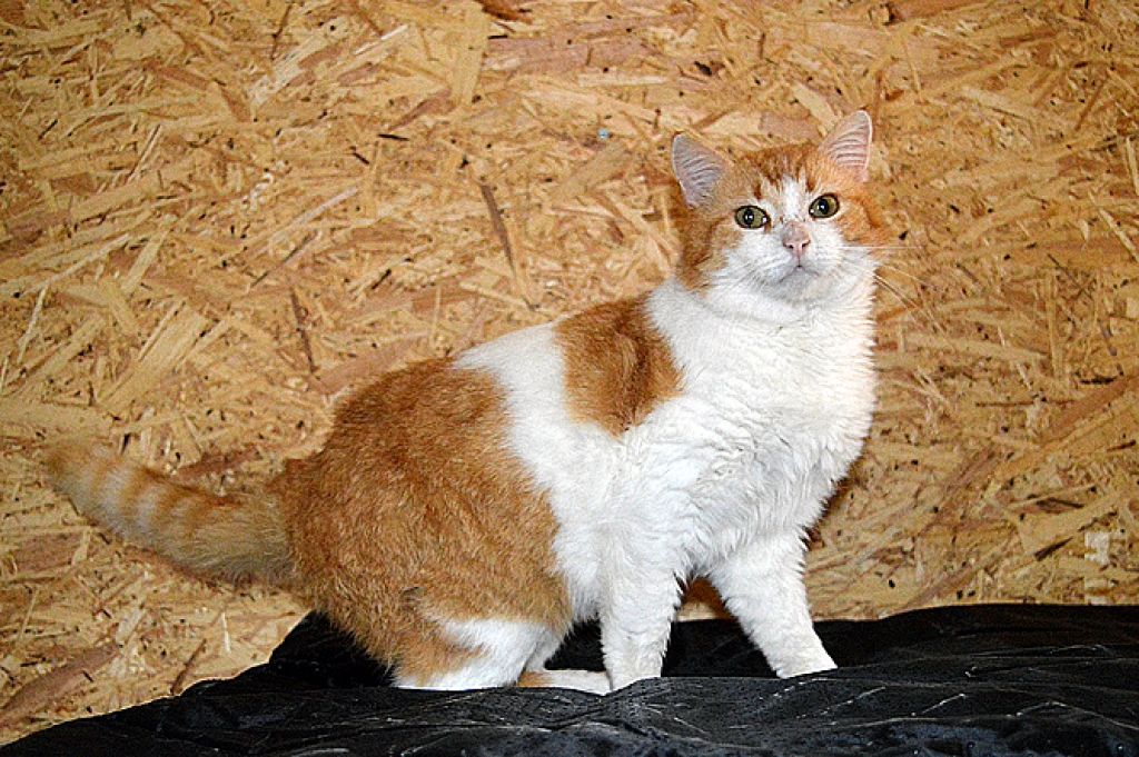 FOTO: Šie pūkainie draugi meklē mājas