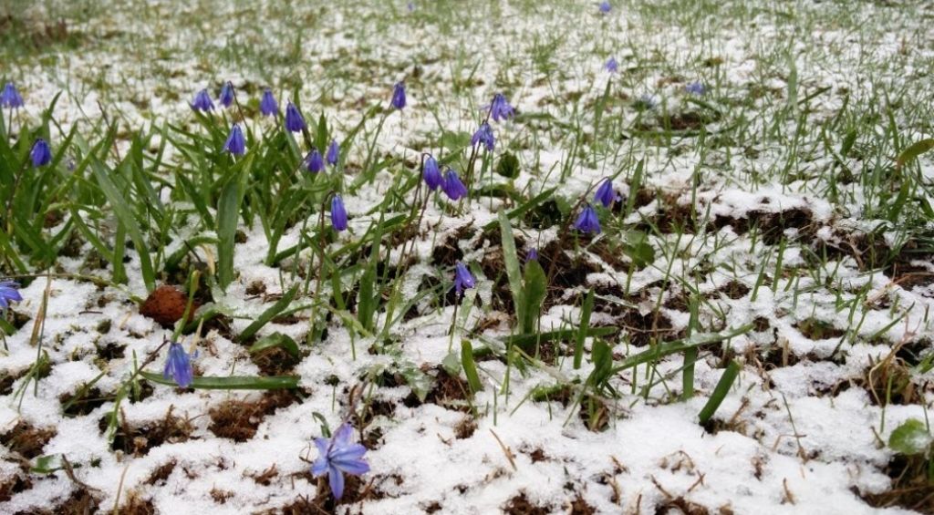 Tviterpērles: Aizgāju gulēt pavasarī, pamodos ziemā