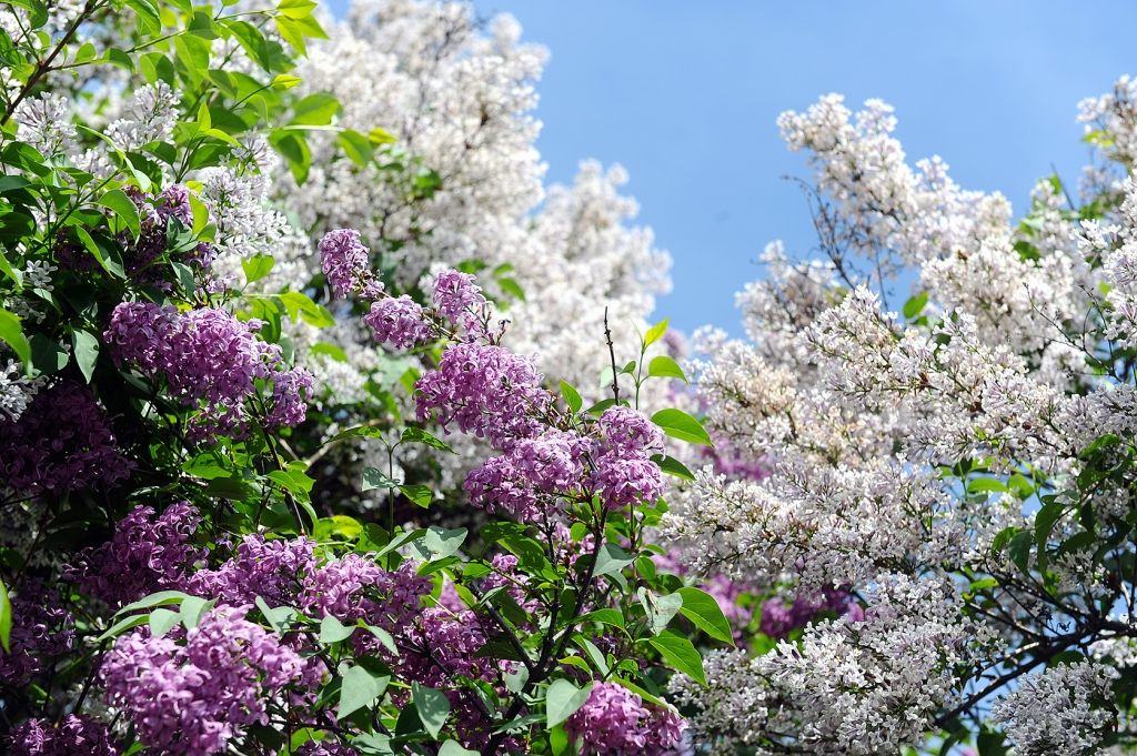 Maijā dārzi slīgs smaržīgos ceriņu ziedos, bet vēl var paspēt iestādīt