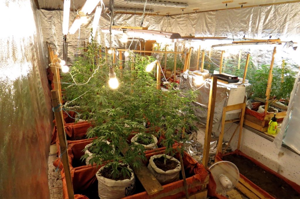 FOTO: Talsu novadā uziet vērienīgu zālītes audzētavu