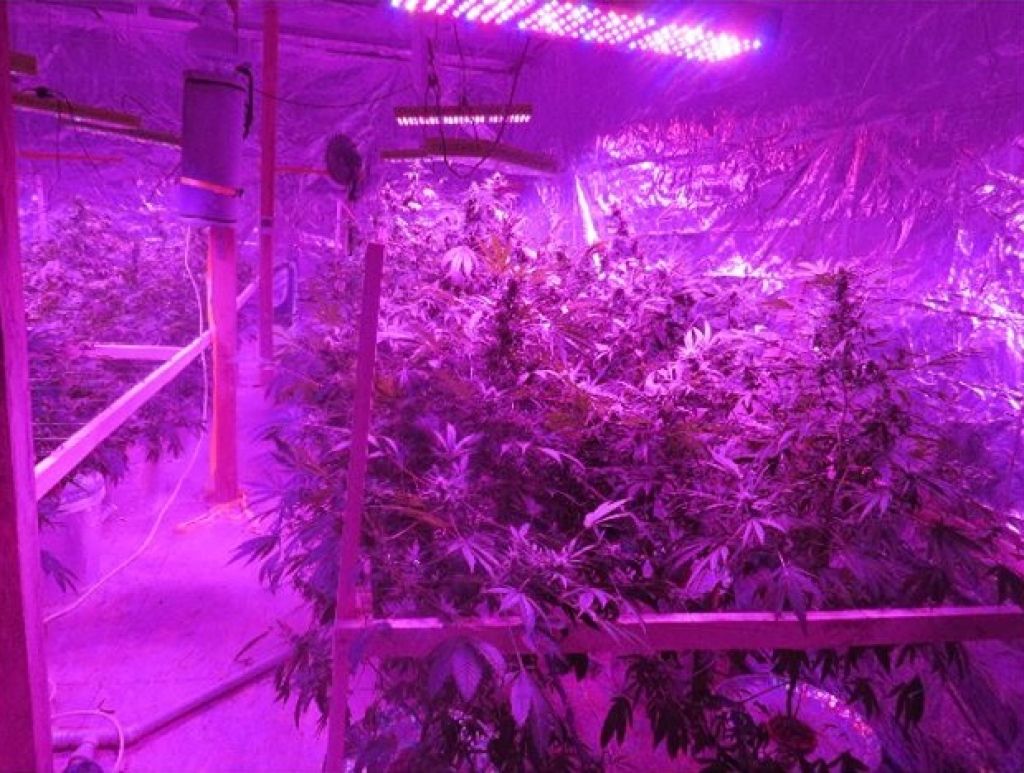 Iecavā dzīvoklī uziet profesionāli izveidotu marihuānas audzētavu