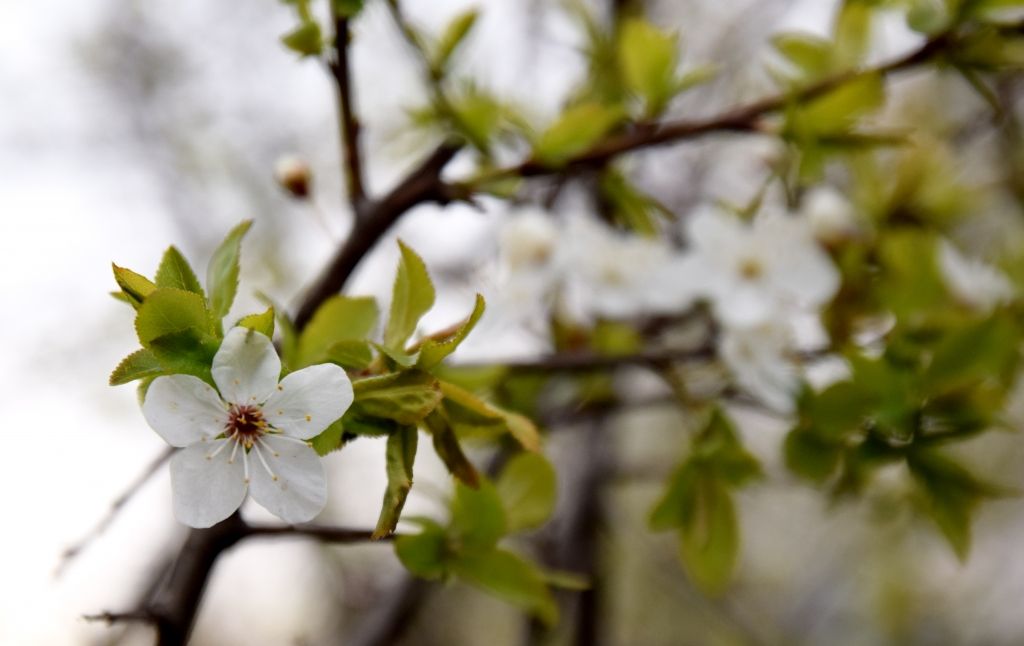 Piektdien vietām līs; gaisa temperatūra sasniegs +16 grādus