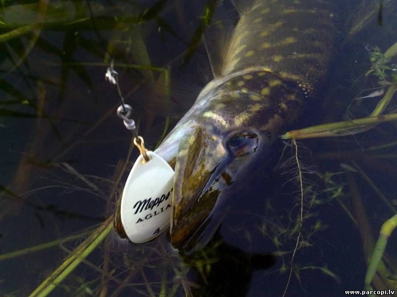 Svētdien sāksies spiningošanas sezona