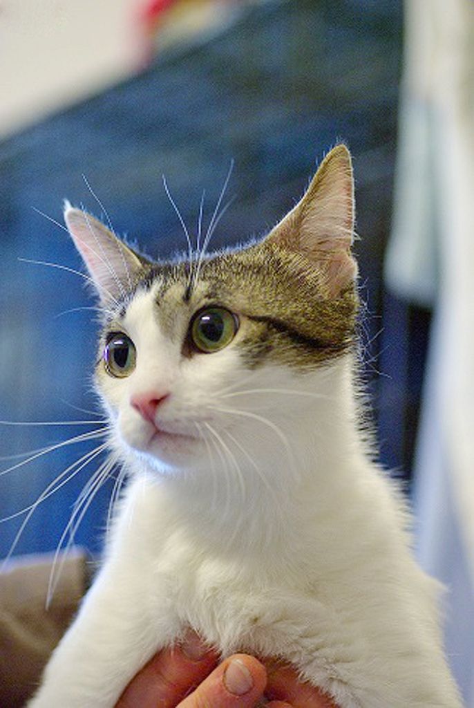 Šie pūkaiņi meklē mājas!