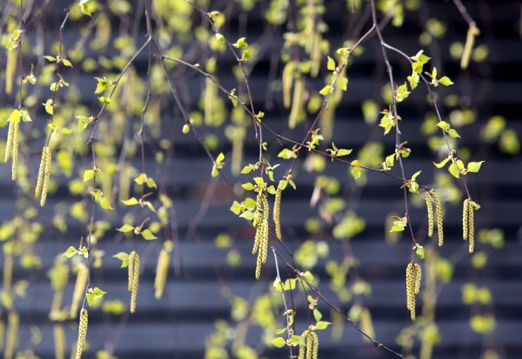 Kad pavasaris alerģijas dēļ ir ienaidnieks