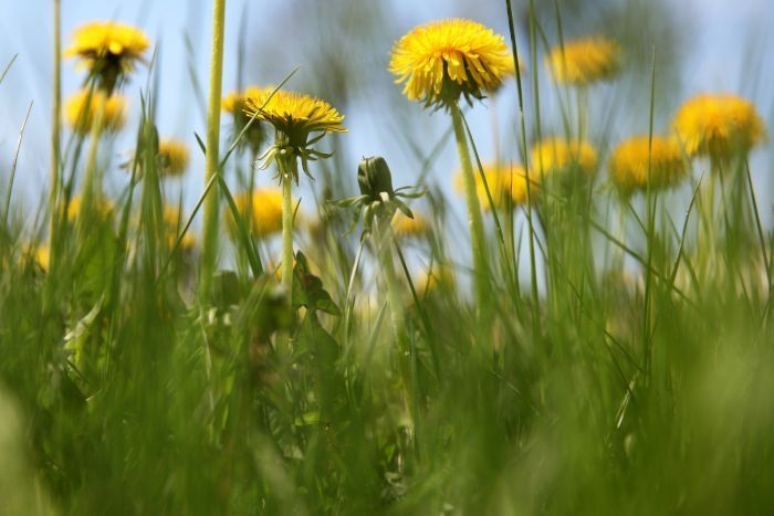 Laika zīmju vērotājs maija sākumā laika apstākļus prognozē mainīgus, beigas - vēsas