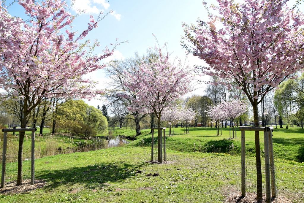 FOTO: Uzvaras parkā uzziedējušas sakuras