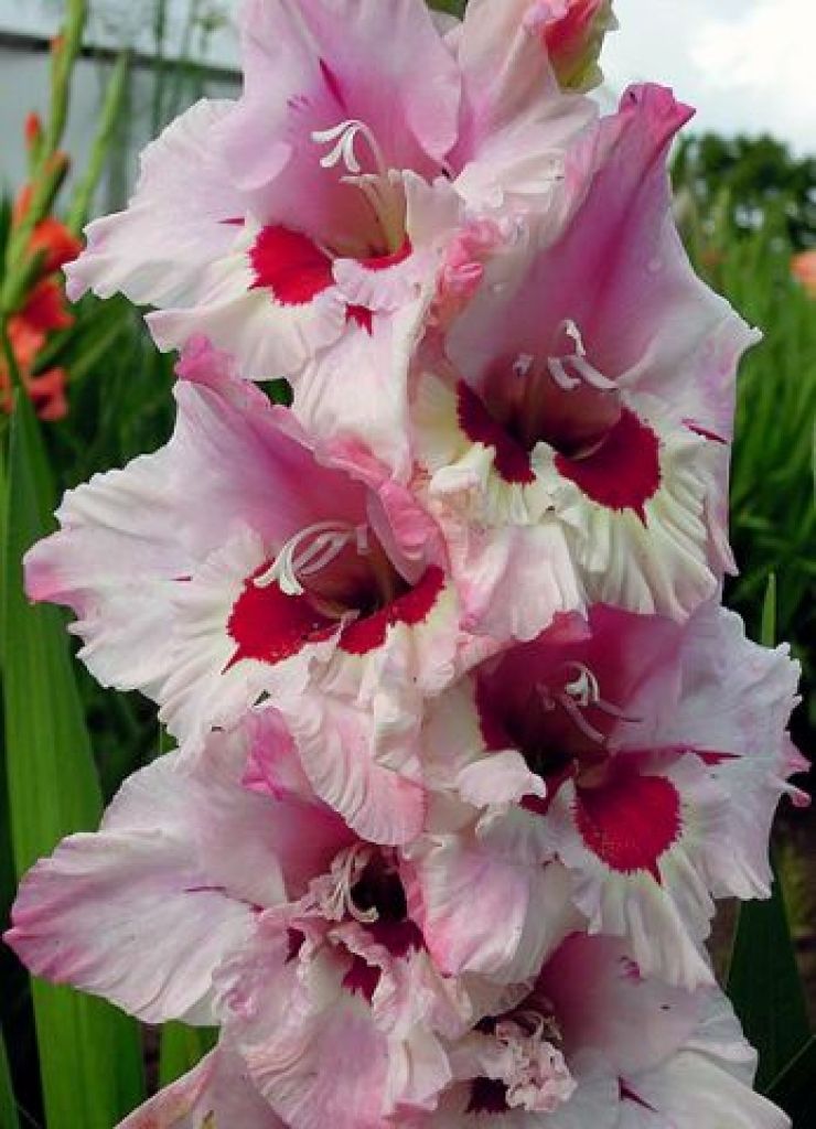 Gladiola - vasaras nogales dārza rota